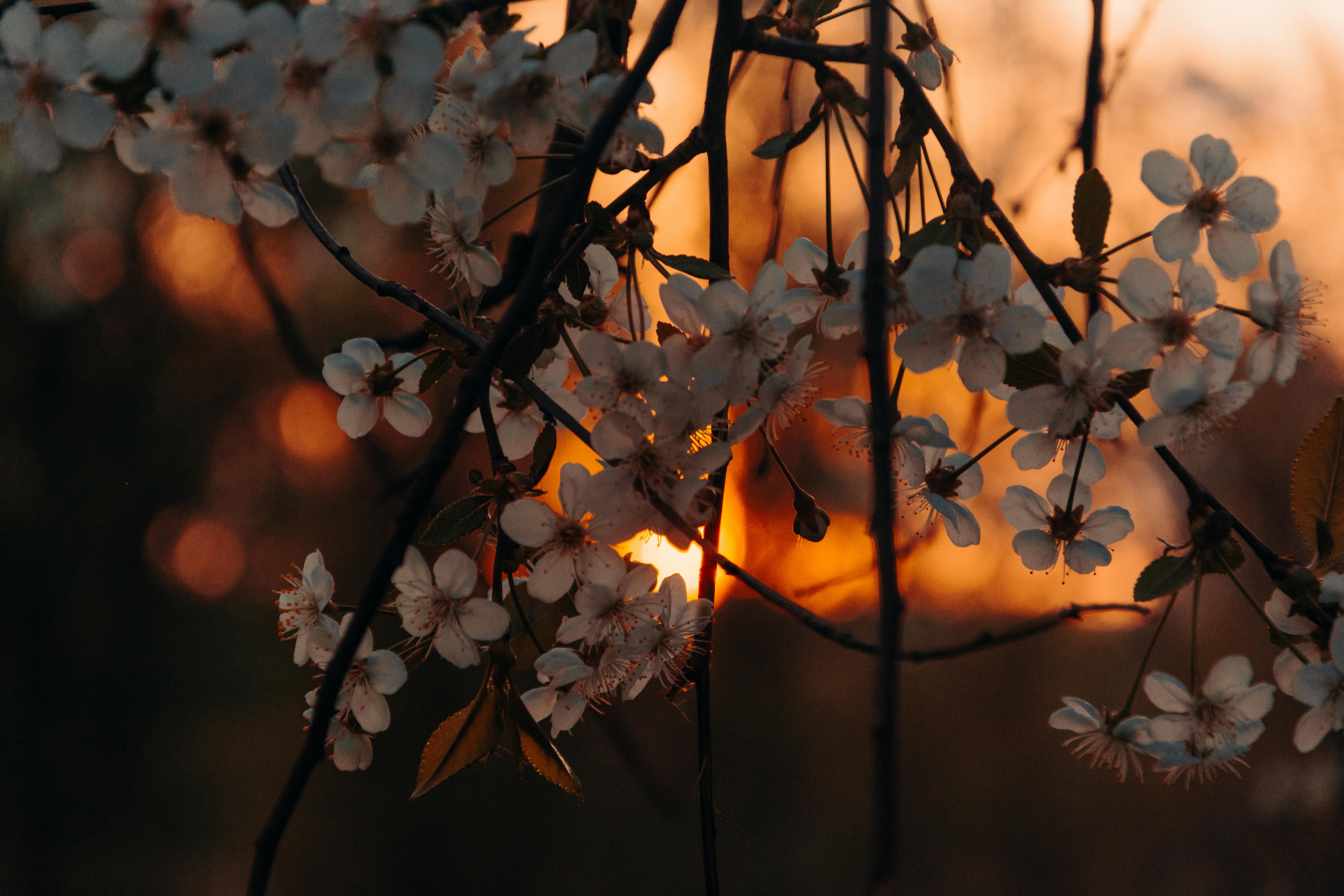 Close up of delicate white cherry blossoms on a branch, illuminated by the warm, golden glow of a sunset in the background.