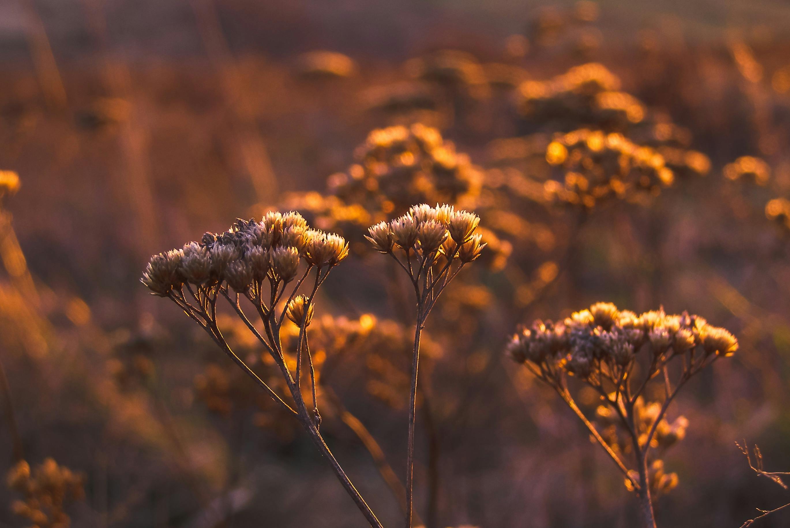 Wildflowers glowing in warm golden evening light