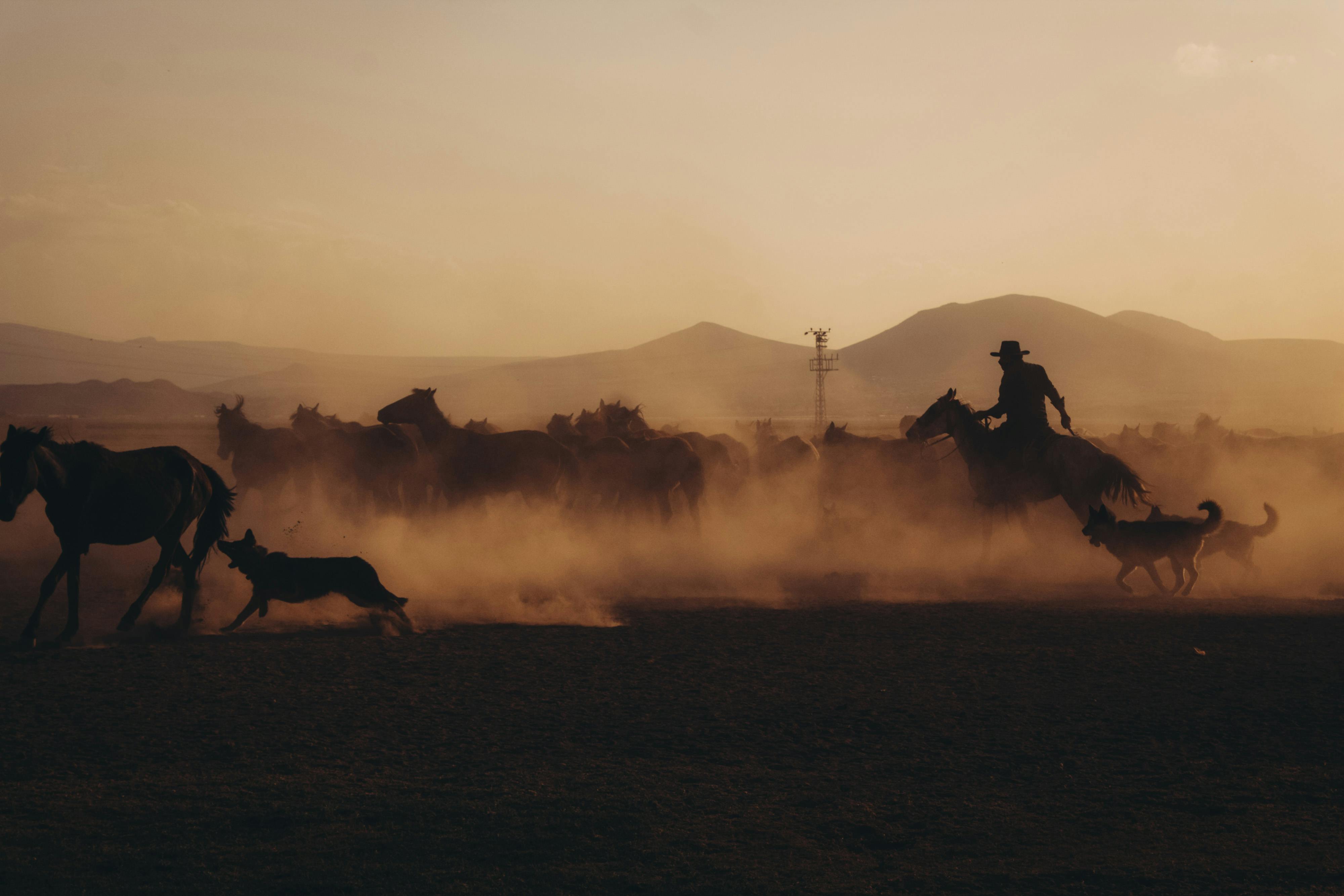 A cinematic, sepia-toned shot of a cowboy on horseback herding a group of animals through a dusty field at sunset.