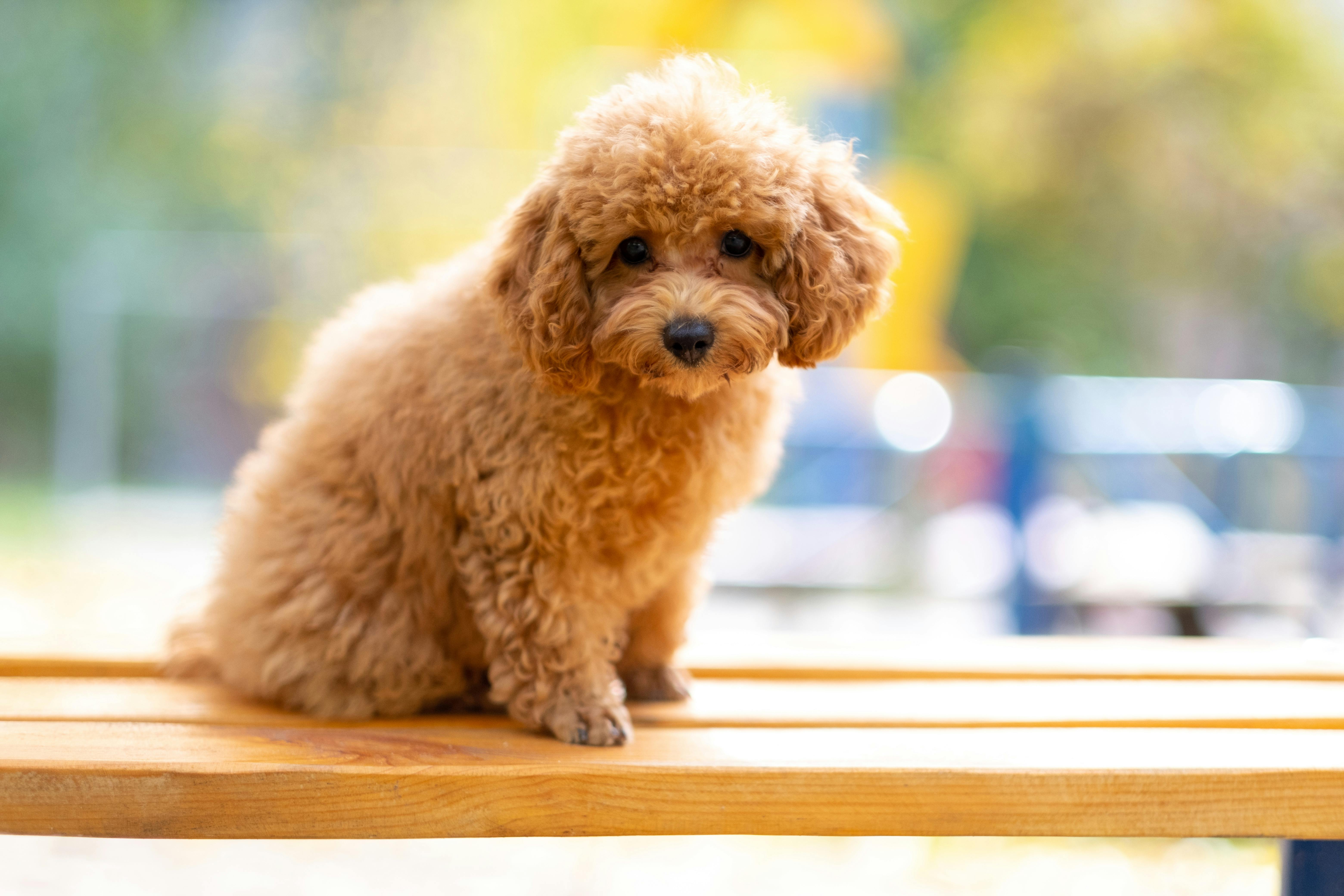 Fluffy, light brown poodle puppy on wooden bench.