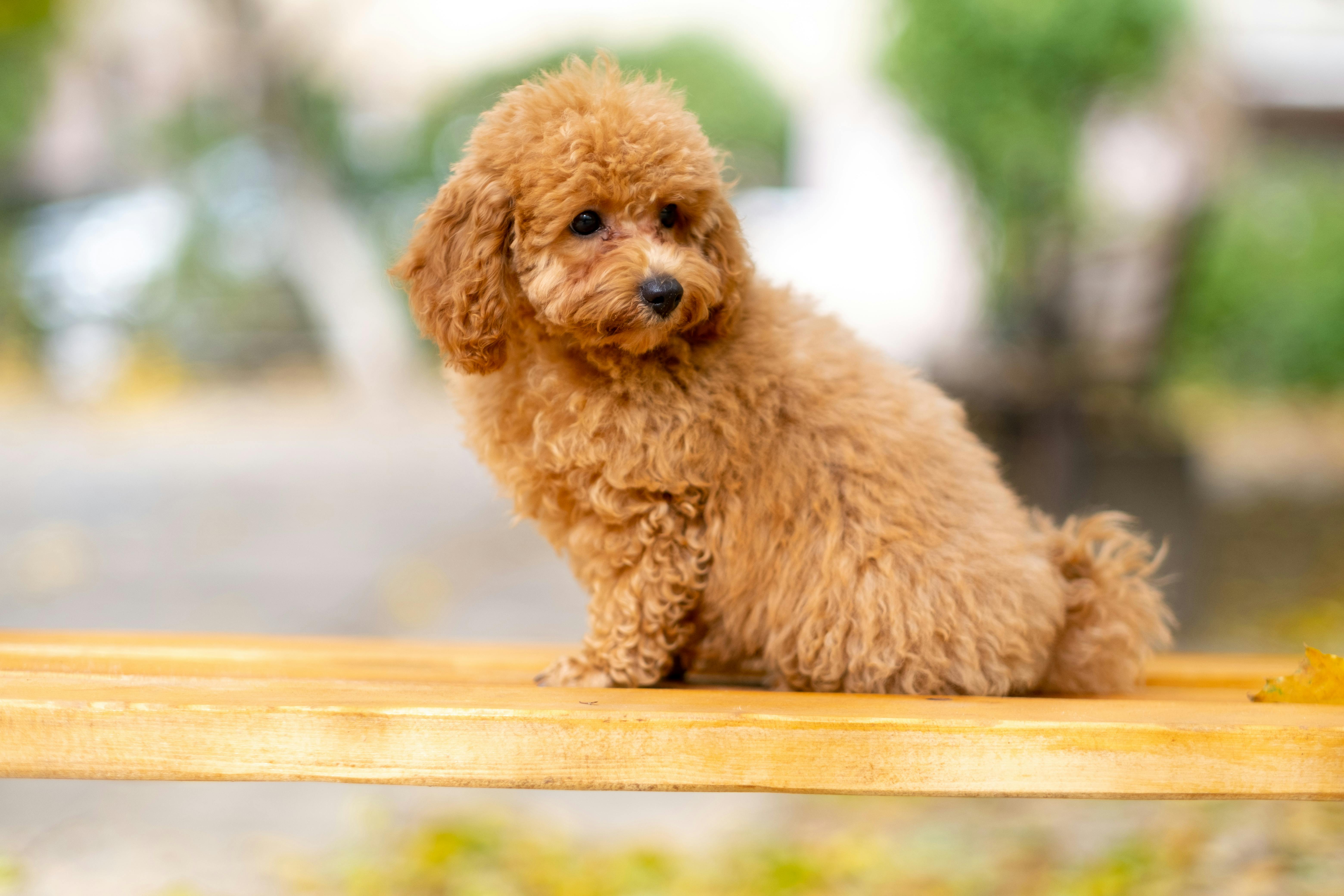 Fluffy poodle puppy on bench.