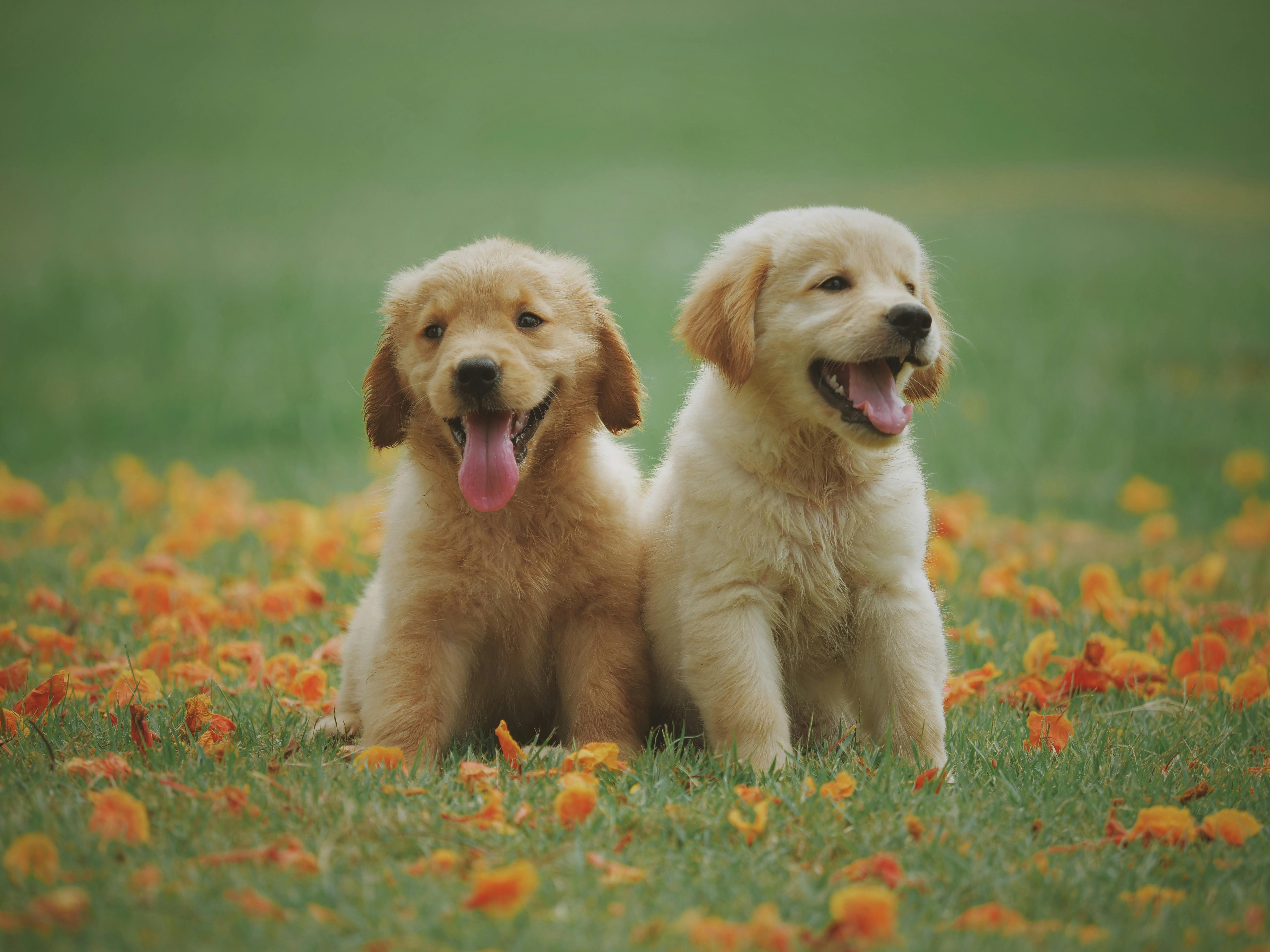 Two happy golden retriever puppies sitting in a field of orange flowers,