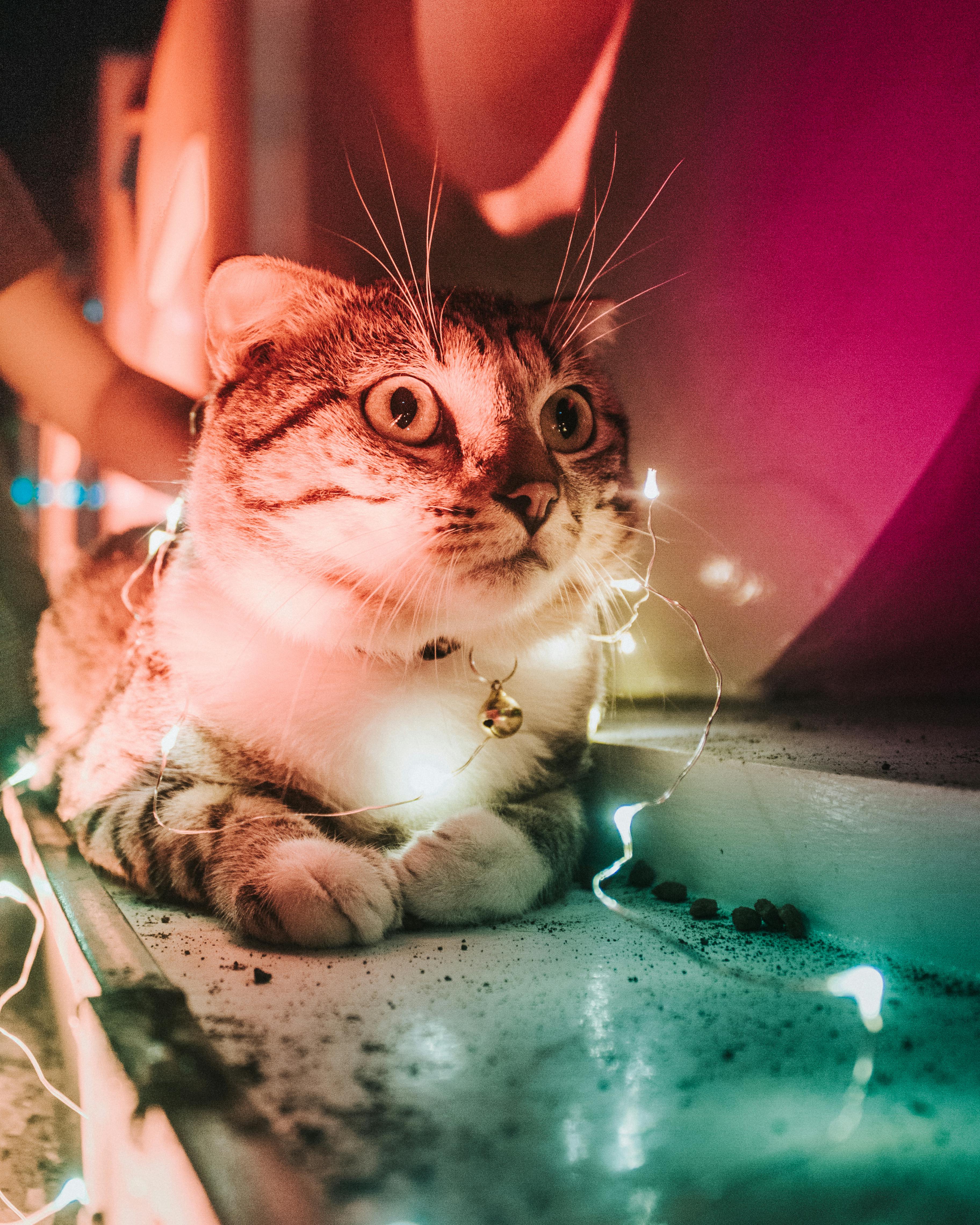 Cat with a surprised expression, wearing a collar with a bell, lying on a surface with a string of lights around it