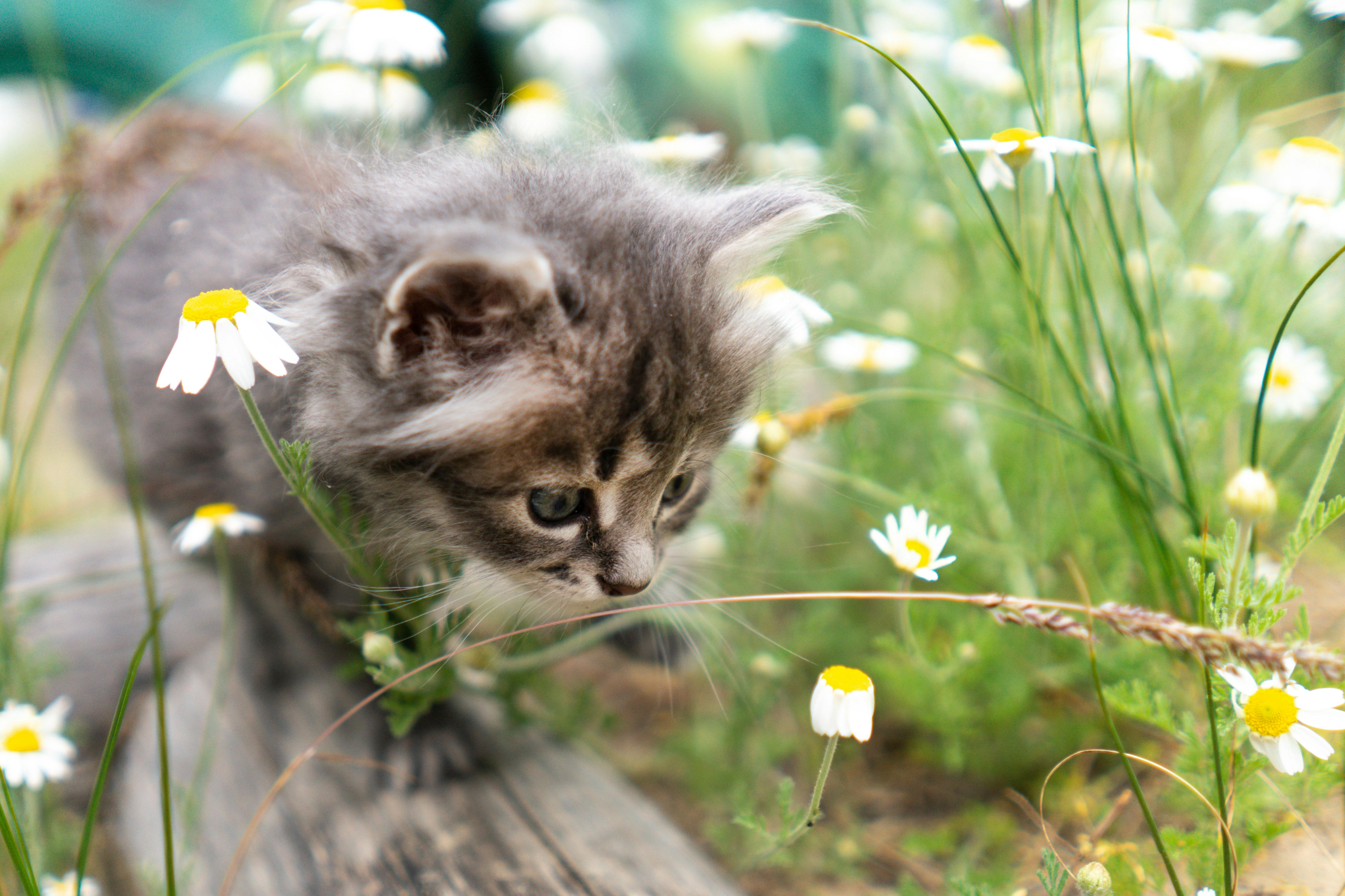 Fluffy gray kitten with green eyes sitting on a wooden surface surrounded by white daisies