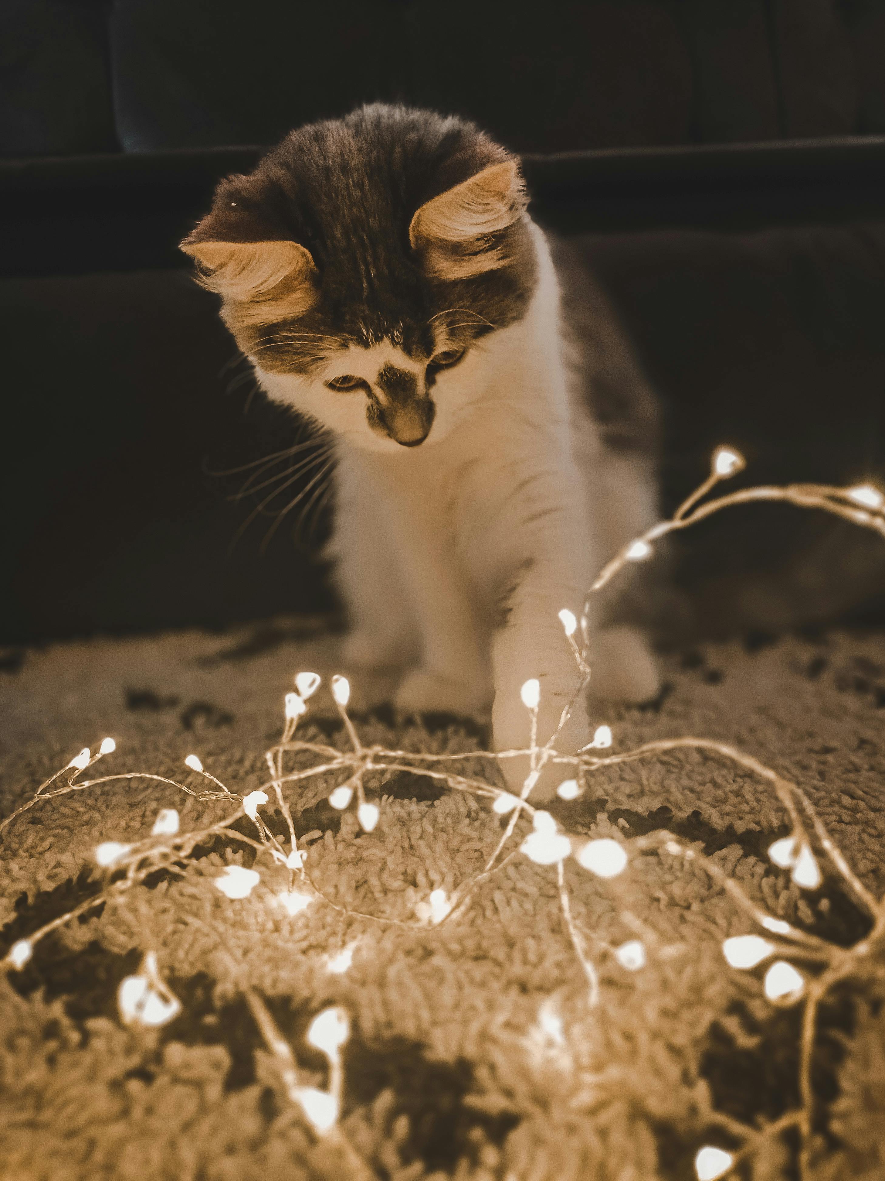 Fluffy kitten curiously patting a string of warm fairy lights on a textured rug