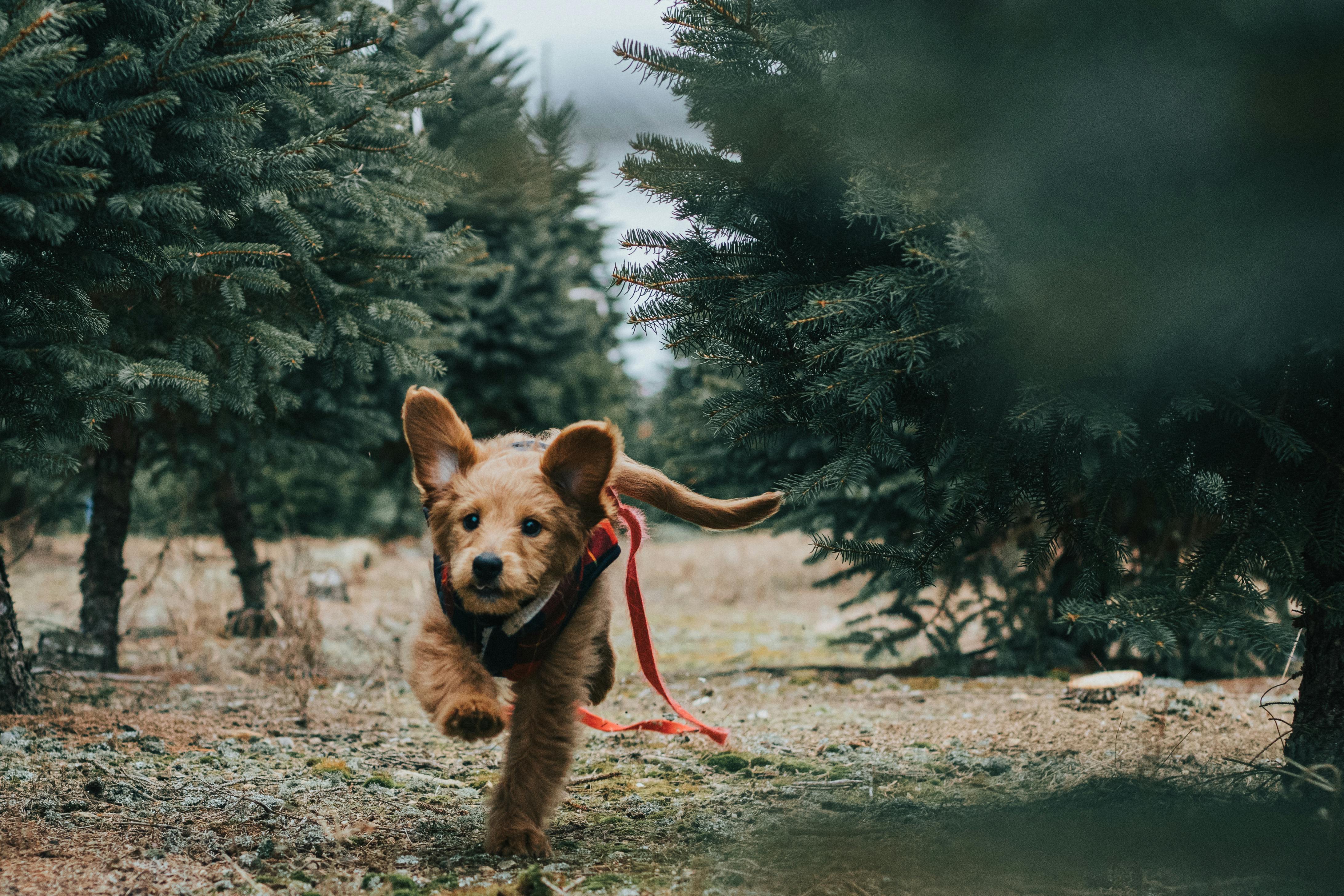 A small, golden-brown puppy with a red leash running joyfully through a field of pine trees.
