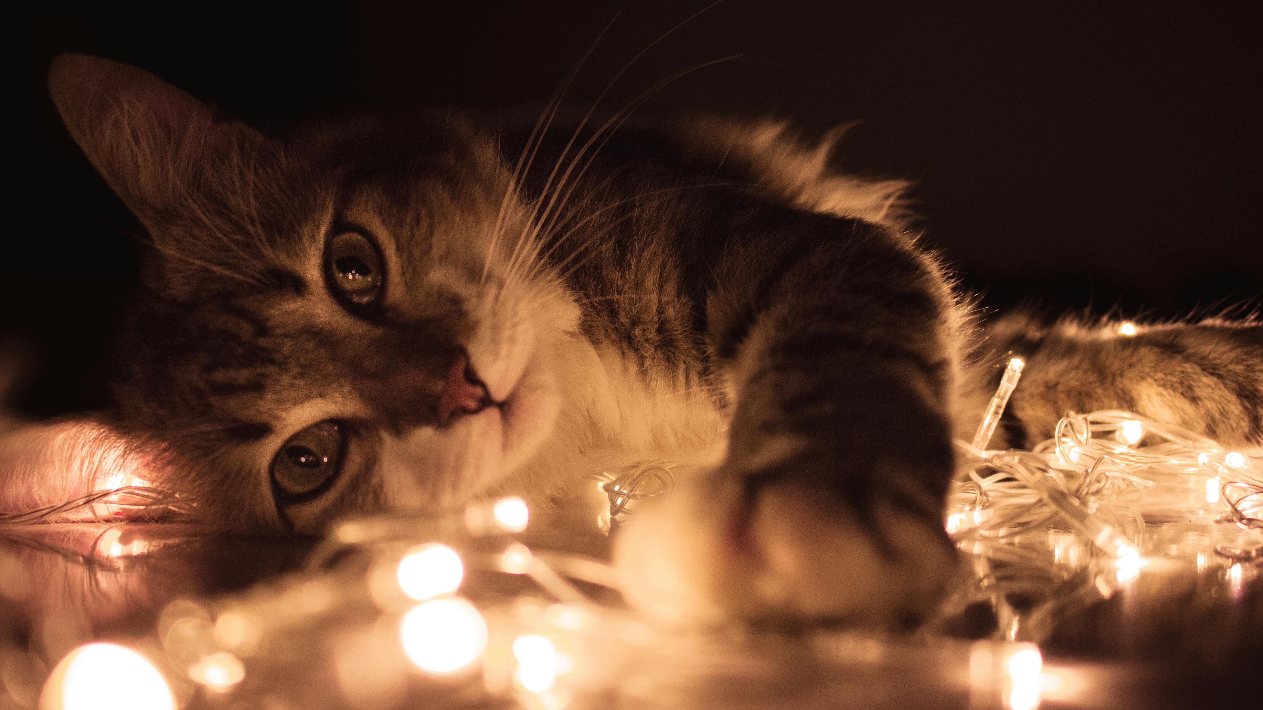 Close up of a tabby cat lying down, its face nestled near glowing warm fairy lights.
