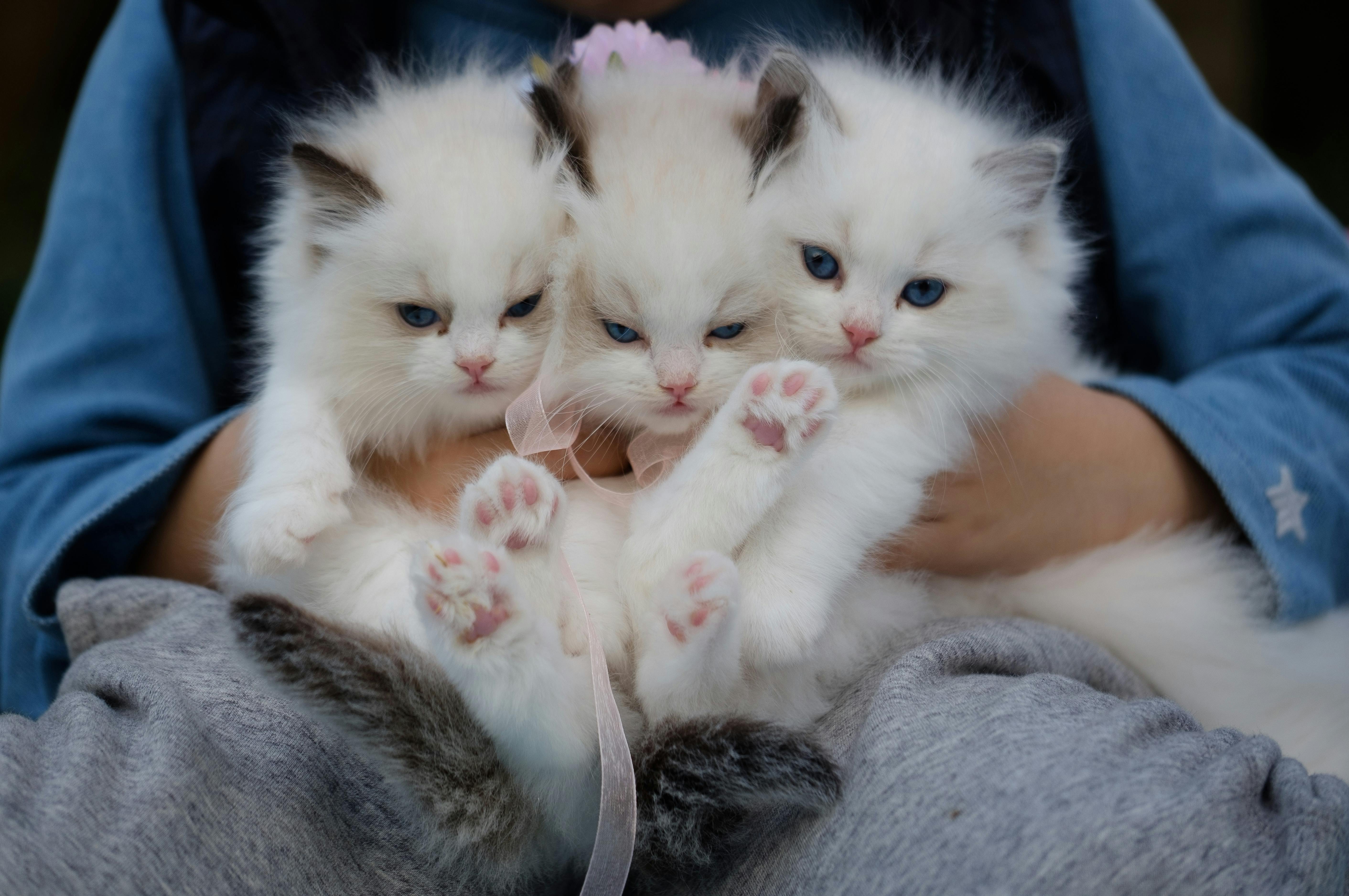 Three fluffy white Ragdoll kittens being held together, looking curiously at the camera.