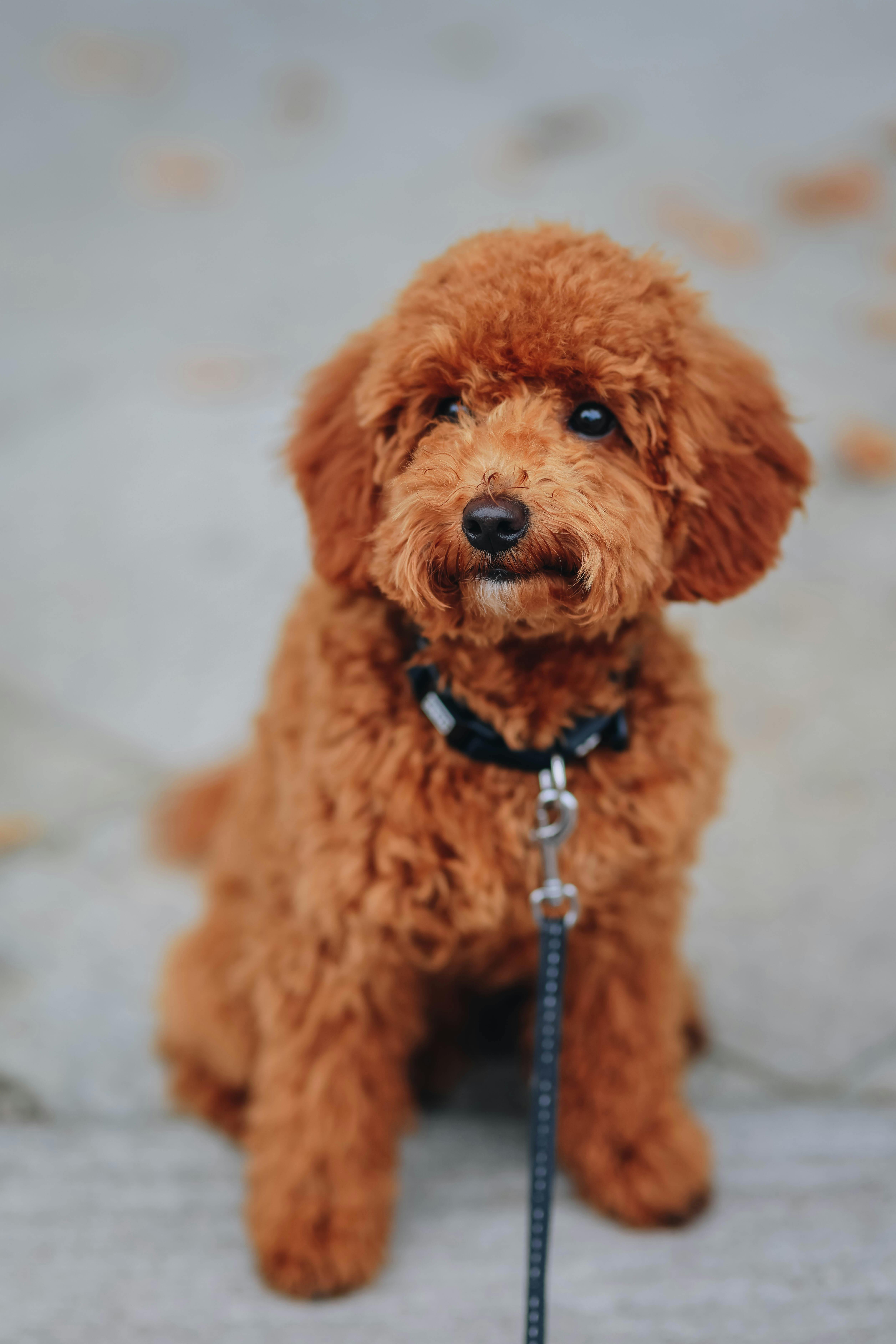 Close up portrait of a brown toy poodle with a black collar, looking directly forward.