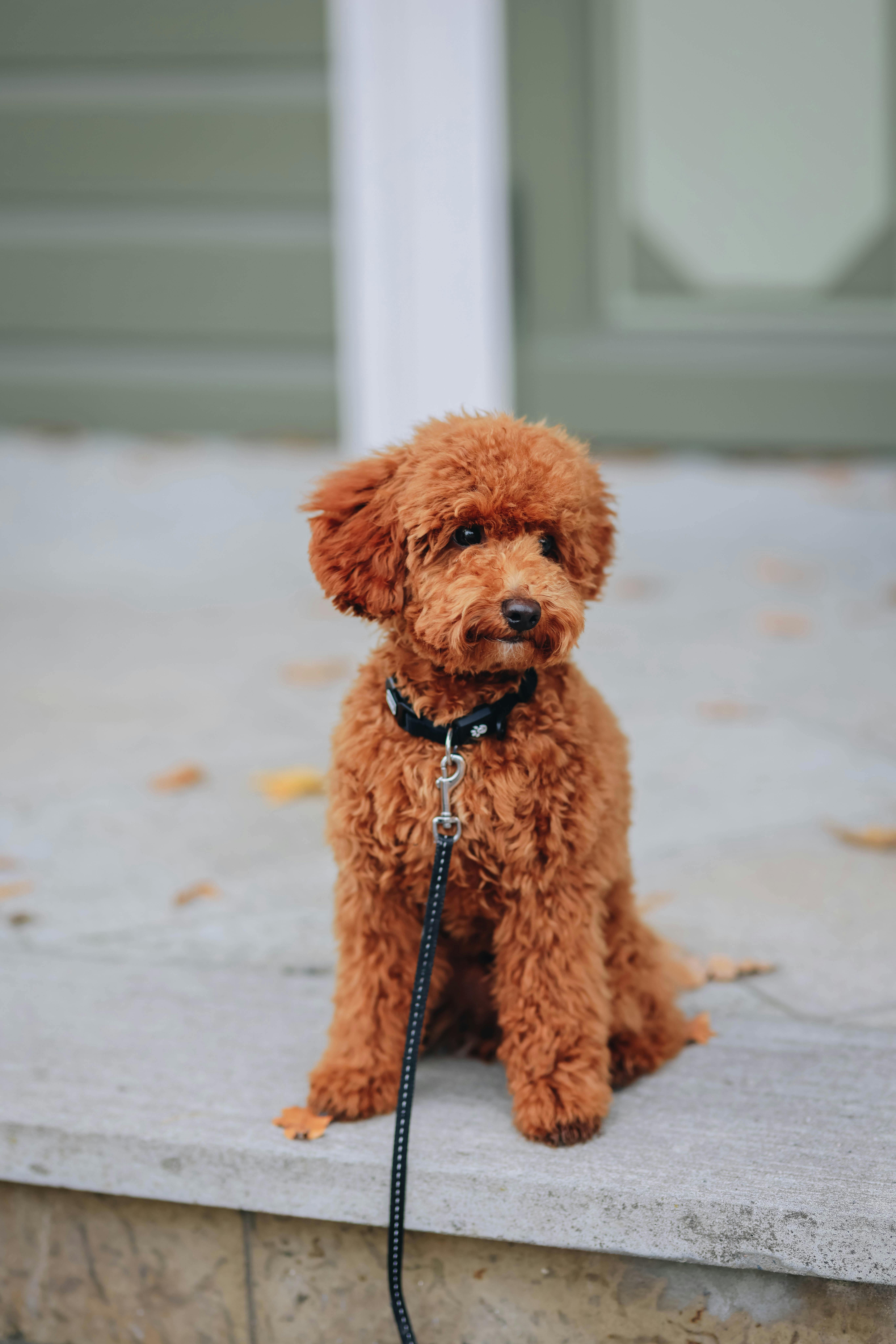 A brown toy poodle sitting patiently on a paved path, wearing a black collar and leash.