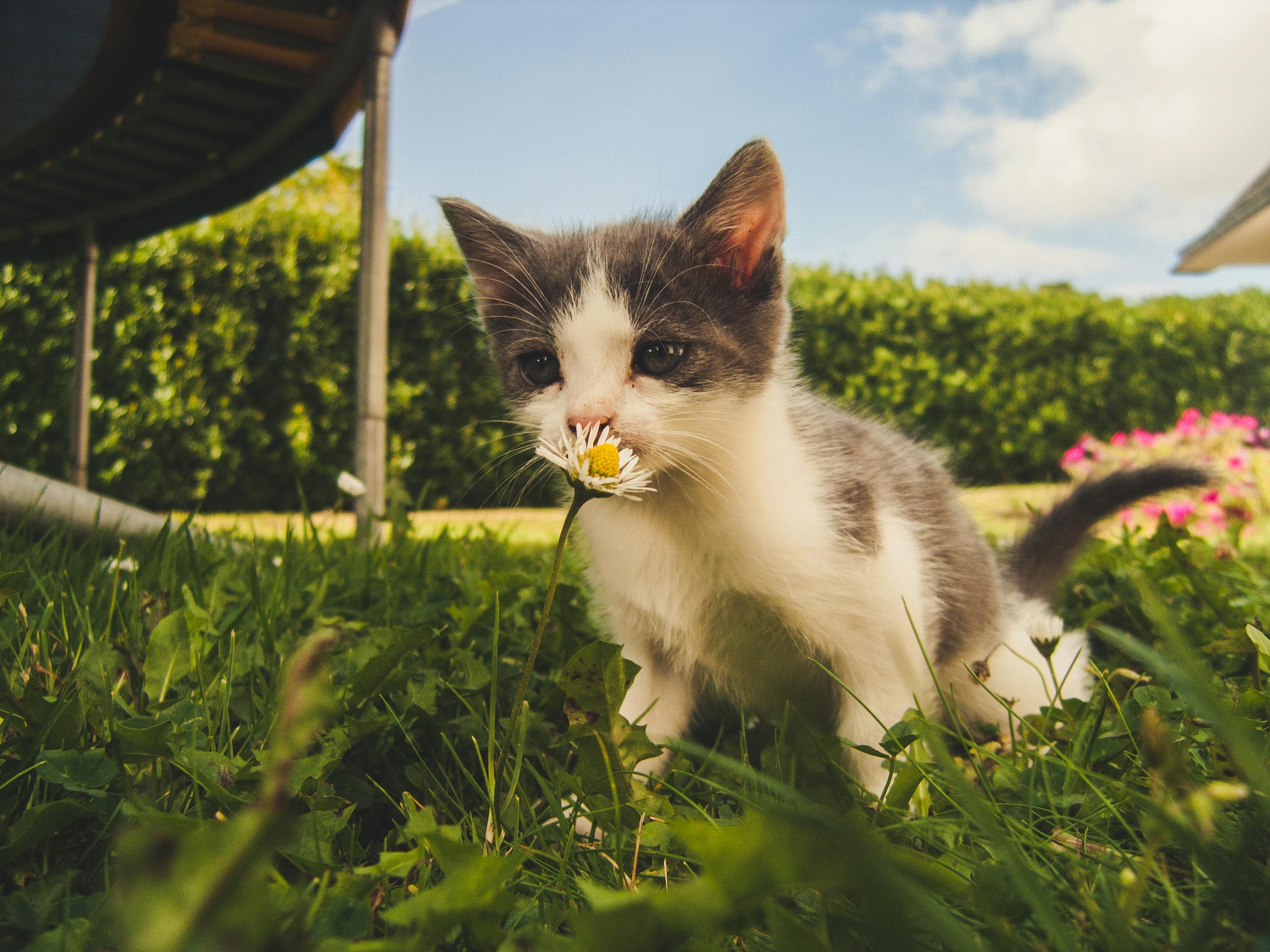 A small grey and white kitten sitting in green grass, sniffing a white daisy.