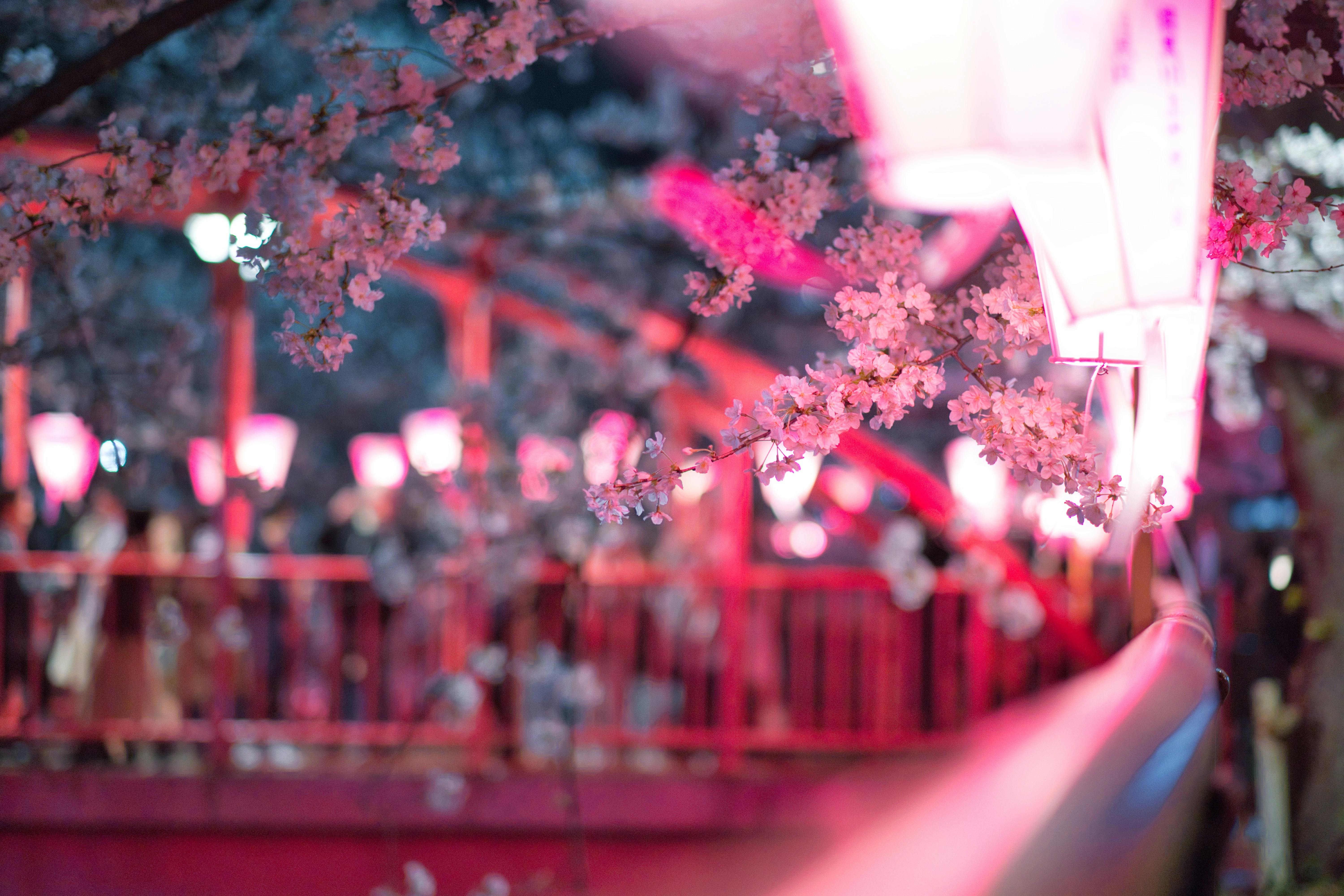 A soft-focus, atmospheric shot of pink cherry blossoms (sakura) illuminated by glowing lanterns along a traditional Japanese bridge or walkway.