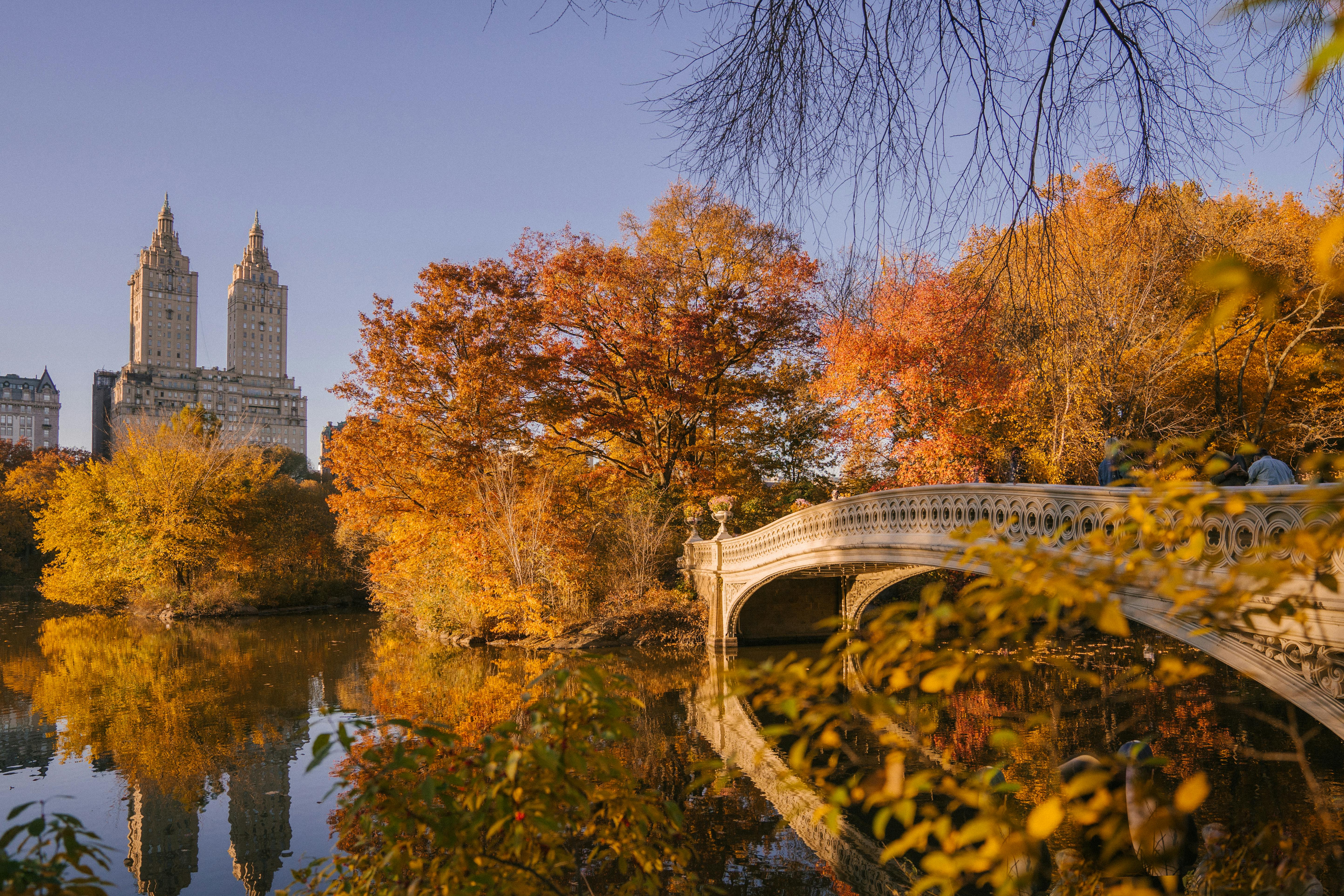 Bow Bridge in Central Park surrounded by golden autumn foliage