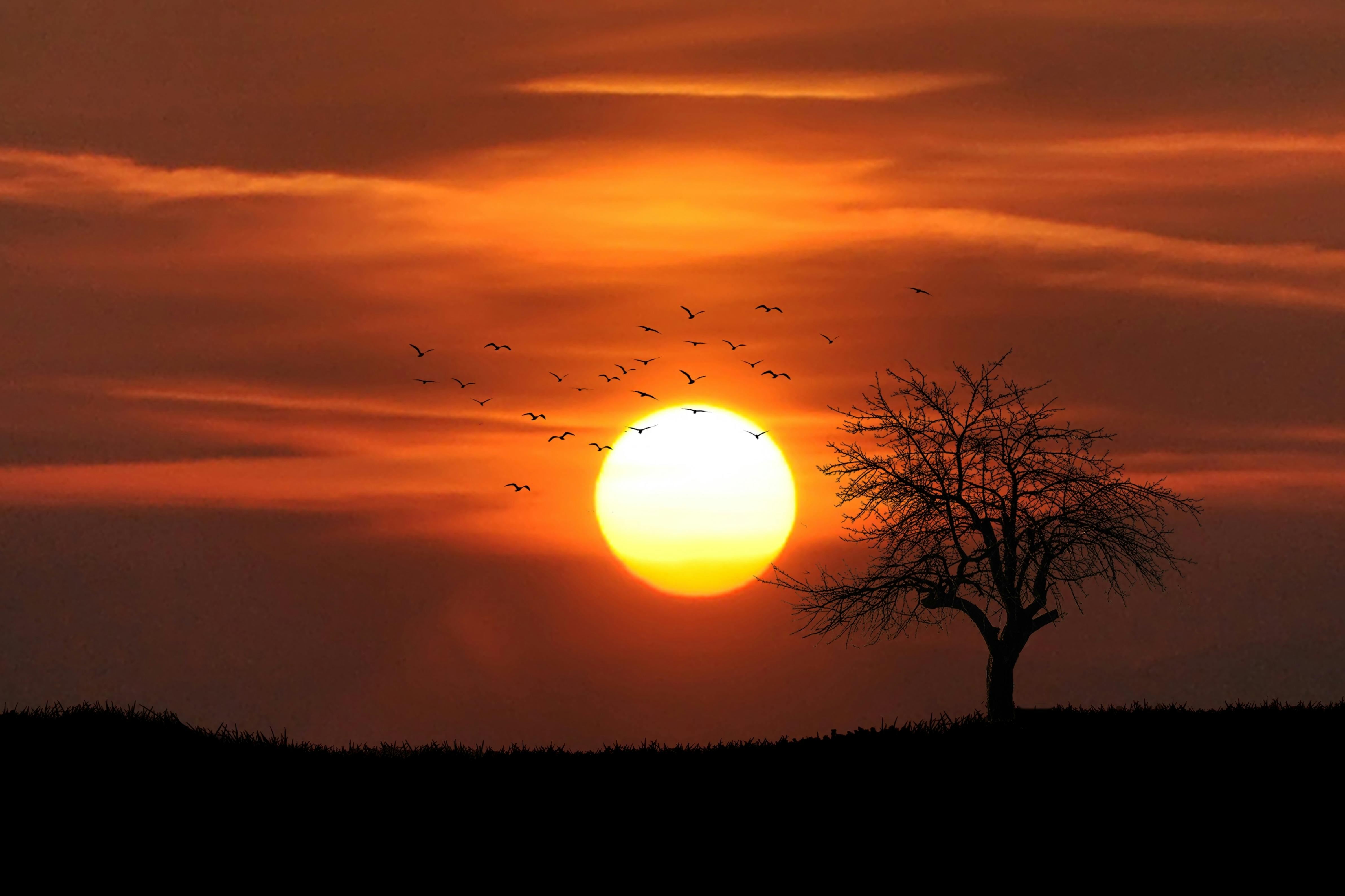 A vibrant orange sunset over a dark field, with a flock of birds flying past a silhouette of a lone, leafless tree.